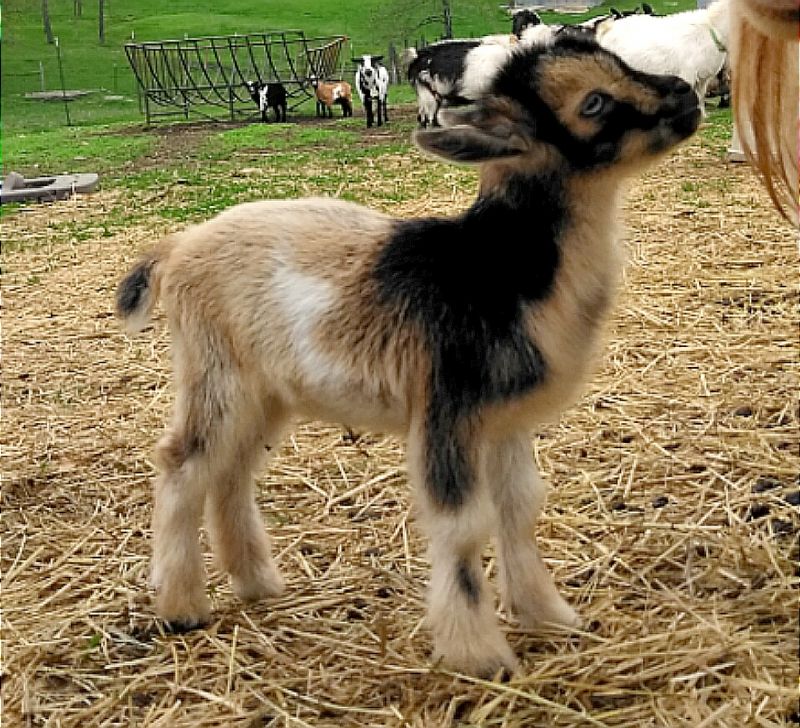 Individual Record at Dreamer's Farm