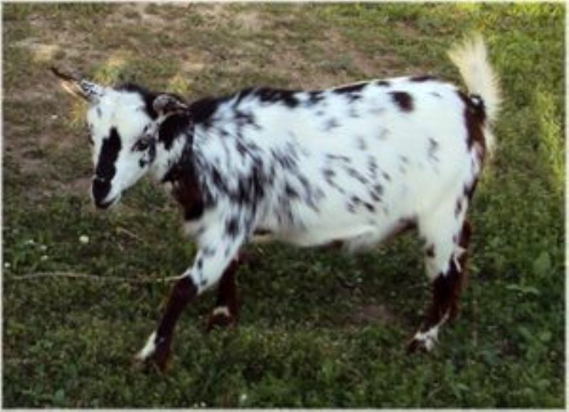 Holloways Zora Blu - Nigerian Dwarf Goat Doe