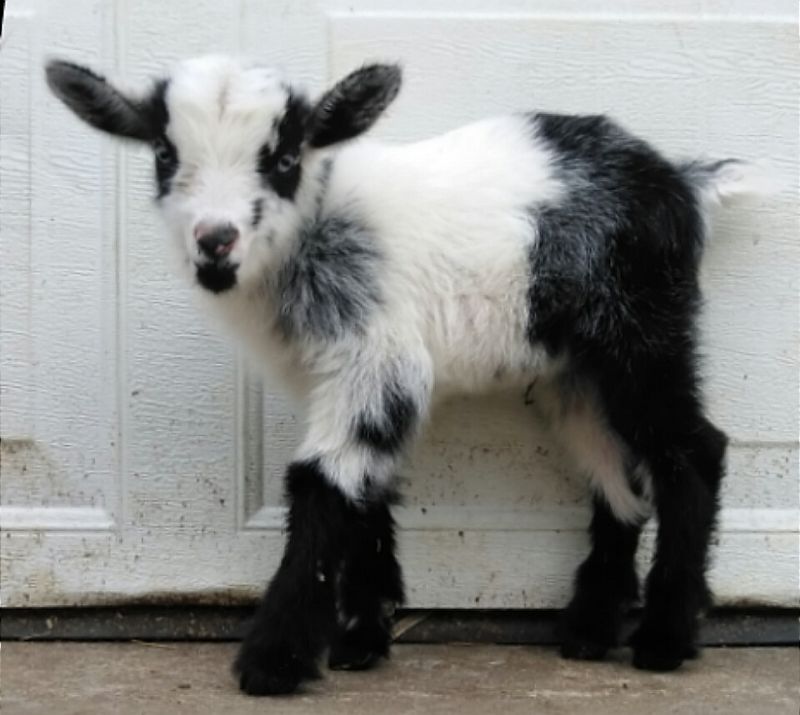 Individual Record at Dreamer's Farm