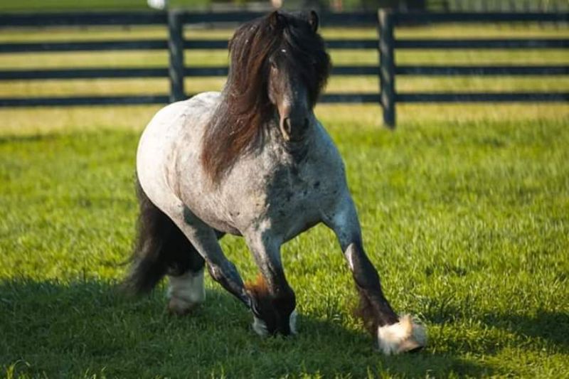 Cobalt's sire, Whisky