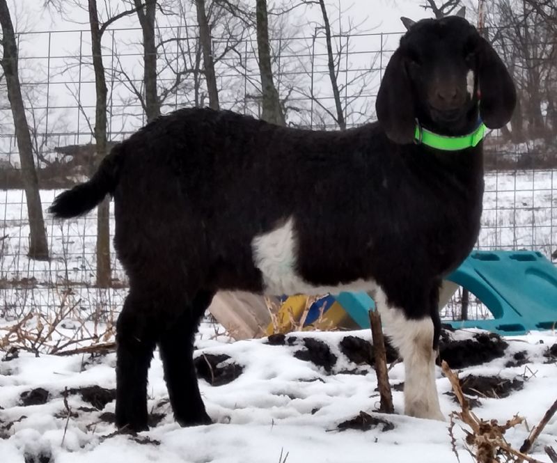 Abalone - Boer Goat Fullblood Doe