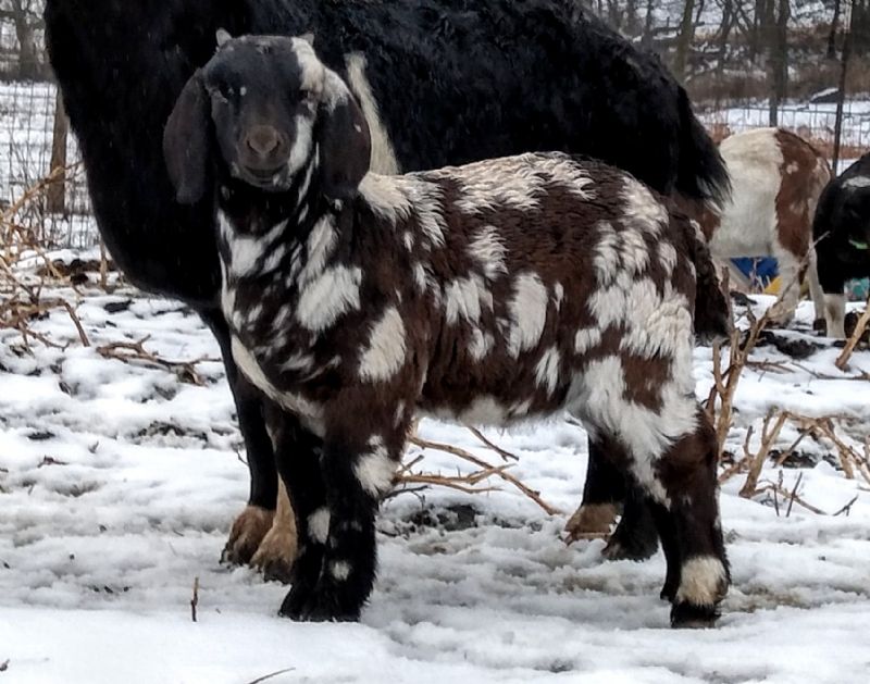 Mosaic - Boer Goat Fullblood Buck