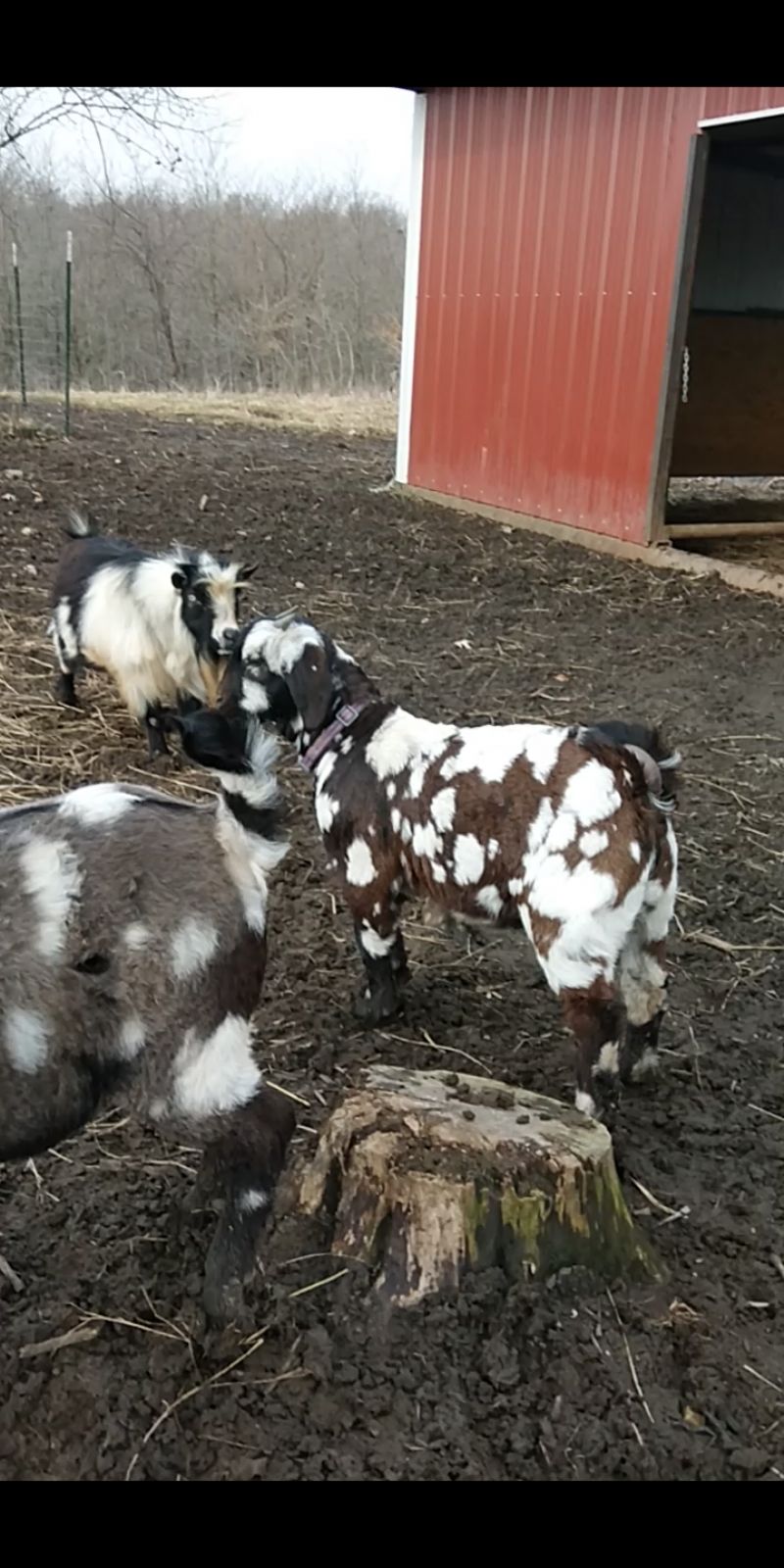 Mosaic - Boer Goat Fullblood Buck