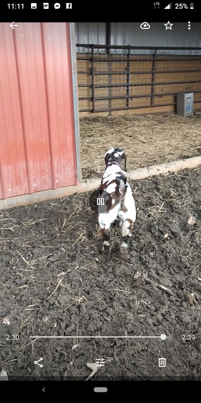 Mosaic - Boer Goat Fullblood Buck