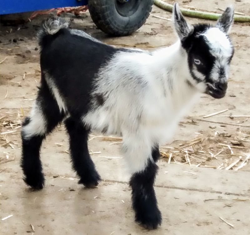 Registered Nigerian Dwarf Goats Does registered-nigerian-dwarf-goats-does