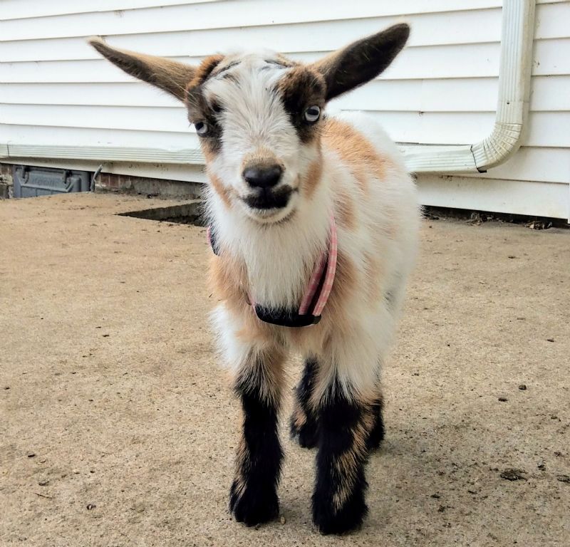 American Jewell Apple Strudel - Nigerian Dwarf Goat Doe