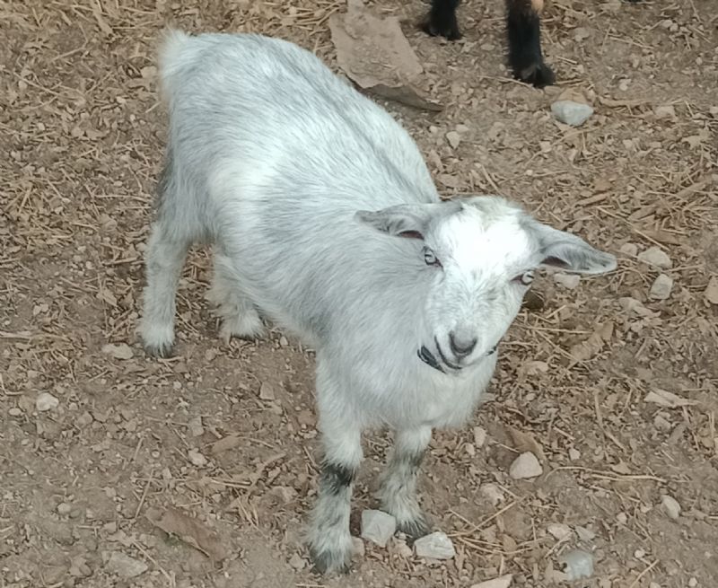 Dreamer's Farm Bonnie - Nigerian Dwarf Goat Doe