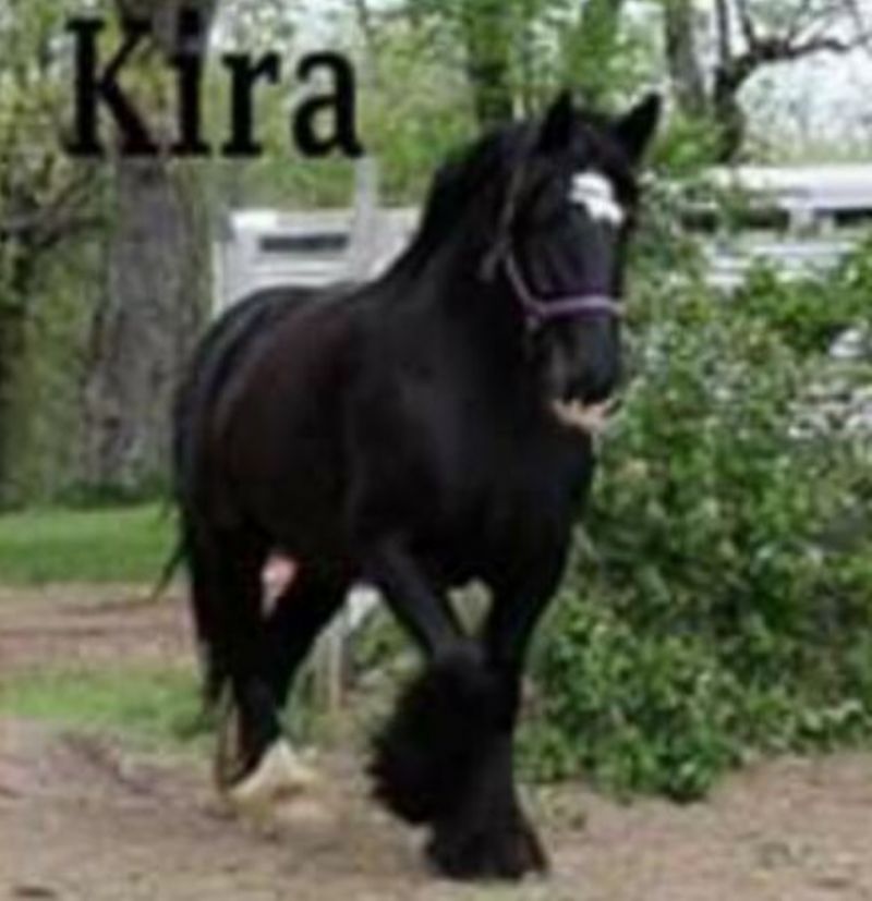 Ember's Dam, Kira. She is 16hh. Her sire is Dunbrody.