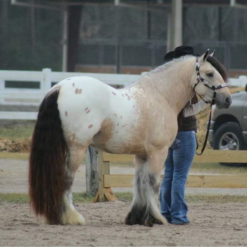 Ember's sire, and National Champion,  Hermit's Rockytop