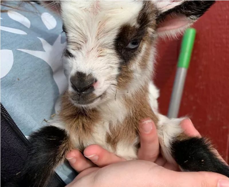 Seven Springs Farms Sioux - Nigerian Dwarf Goat Doe