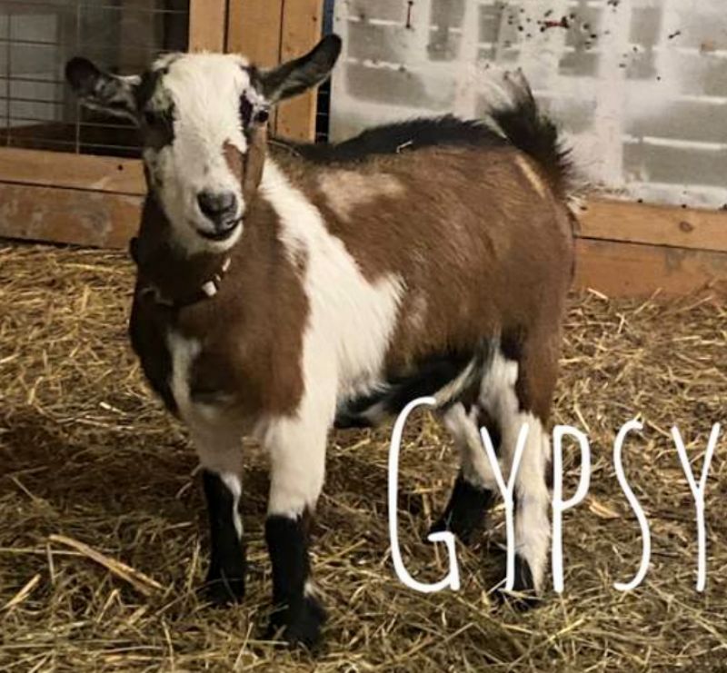 Gypsy - Nigerian Dwarf Goat Doe
