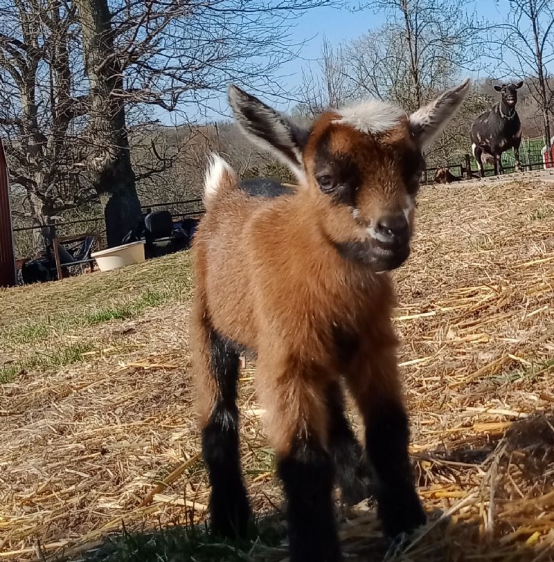 Dreamer's Farm Cinnamon - Nigerian Dwarf Goat Doe