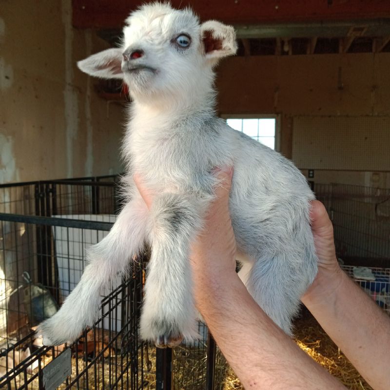 Registered Nigerian Dwarf Goats Does