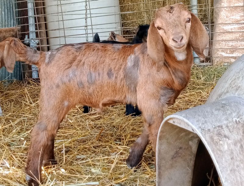 Boer Goats For Sale in Missouri from Dreamer's Farm