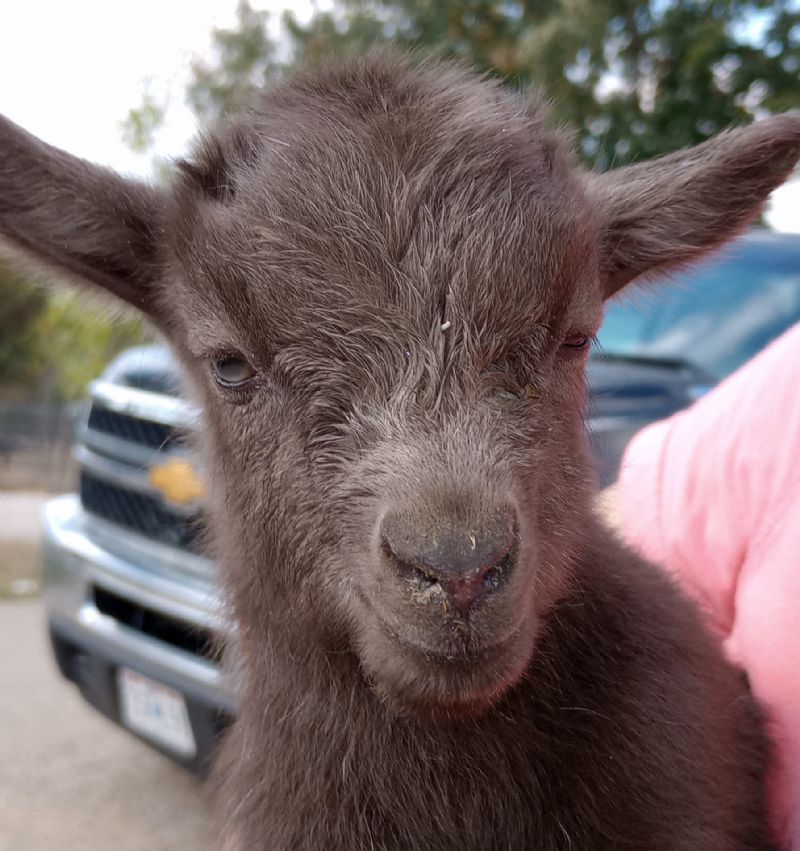 chocolate buckling - Nigerian Dwarf Goat Buck