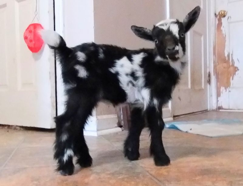 Dreamer's Farm She's Foxy - Nigerian Dwarf Goat Doe
