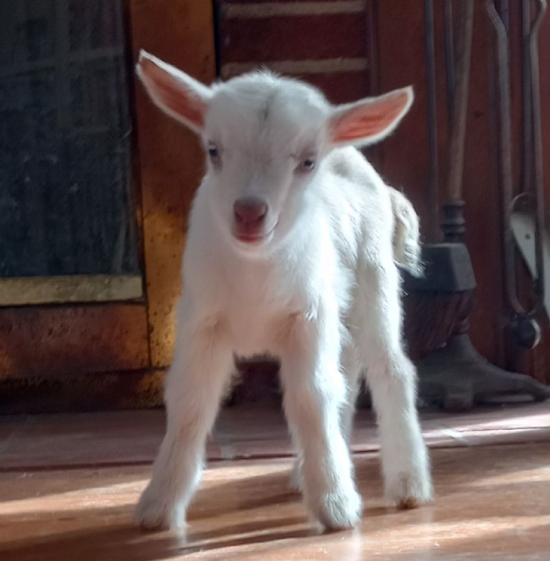 white doe kid - Nigerian Dwarf Goat Doe