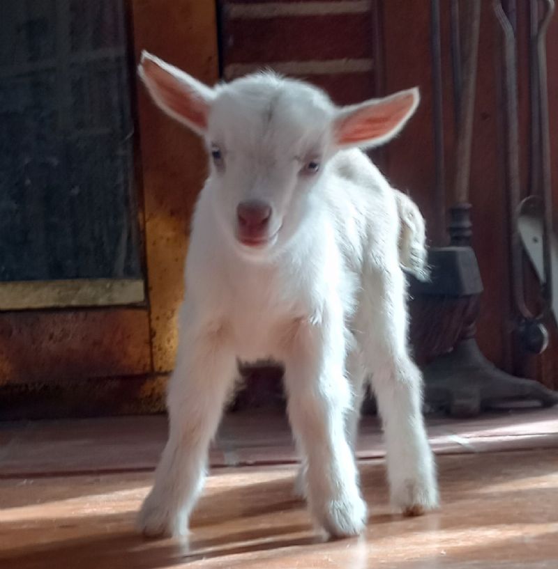 Dreamer's Farm Icicle - Nigerian Dwarf Goat Doe
