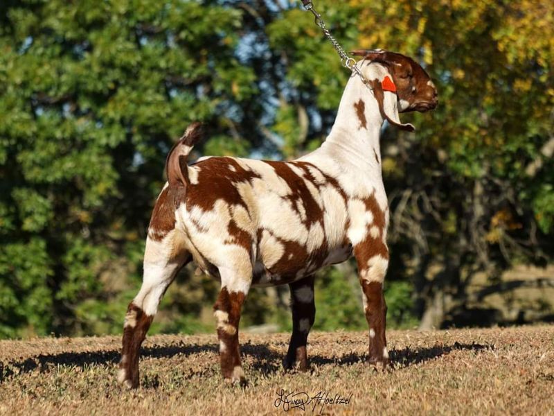 Brooke - Boer Goat Fullblood Doe