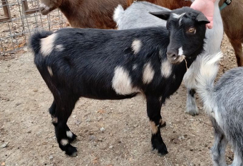 7 Springs Farms Emerald - Nigerian Dwarf Goat Doe
