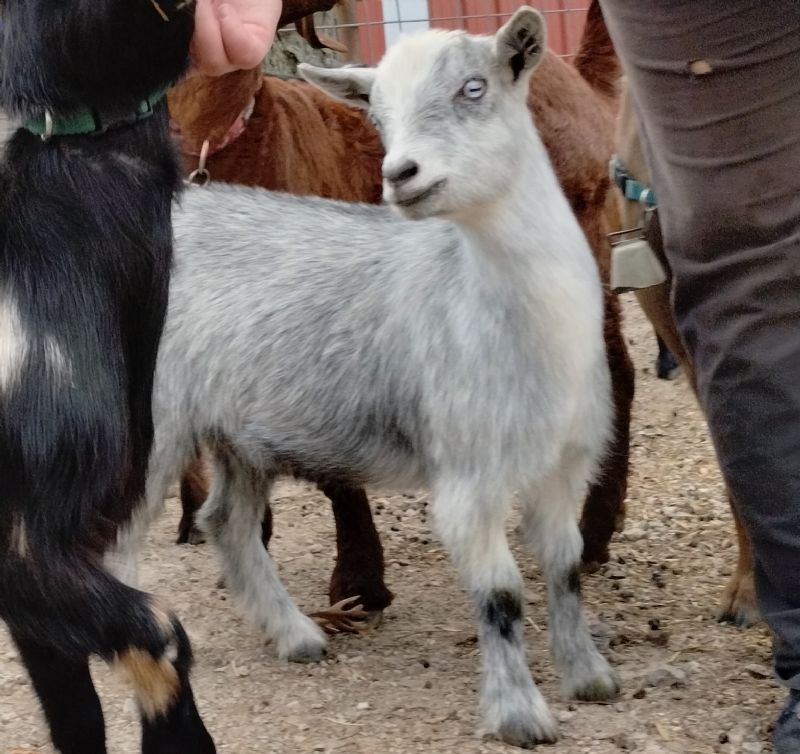 Lone Duck Ranch Celeste - Nigerian Dwarf Goat Doe