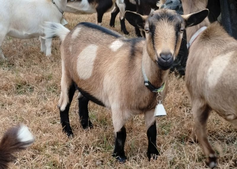 Mini Land Ranch G Betty - Nigerian Dwarf Goat Doe