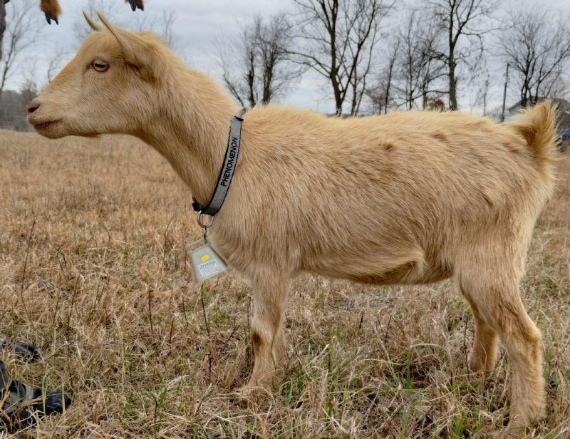 Ghost Town Farm RF Phenomenon - Nigerian Dwarf Goat Doe