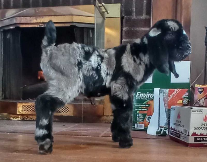 Marvel - Boer Goat Fullblood Buck