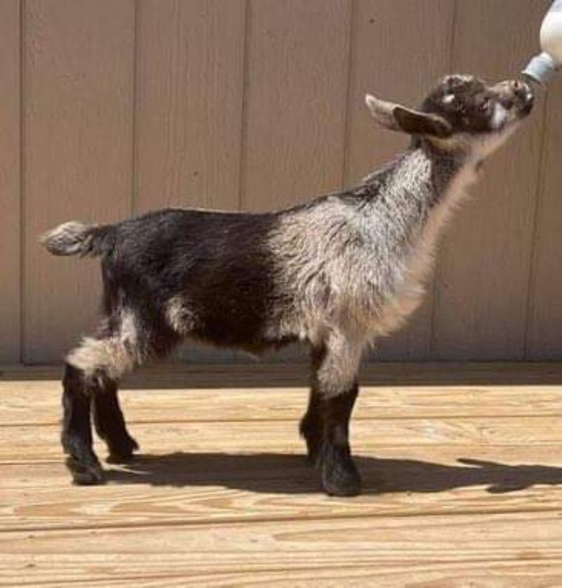 Suitor's T Side Bet - Nigerian Dwarf Goat Doe
