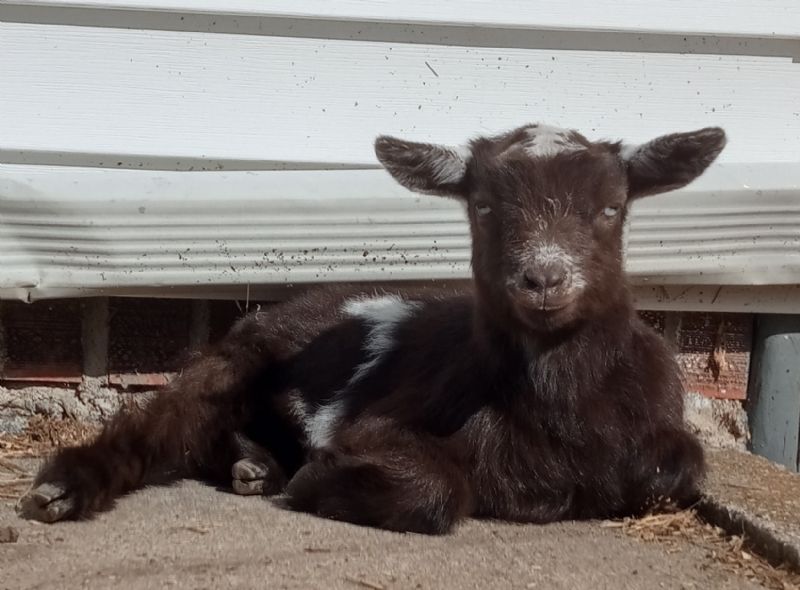 AppleJo Farms Posy - Nigerian Dwarf Goat Doe