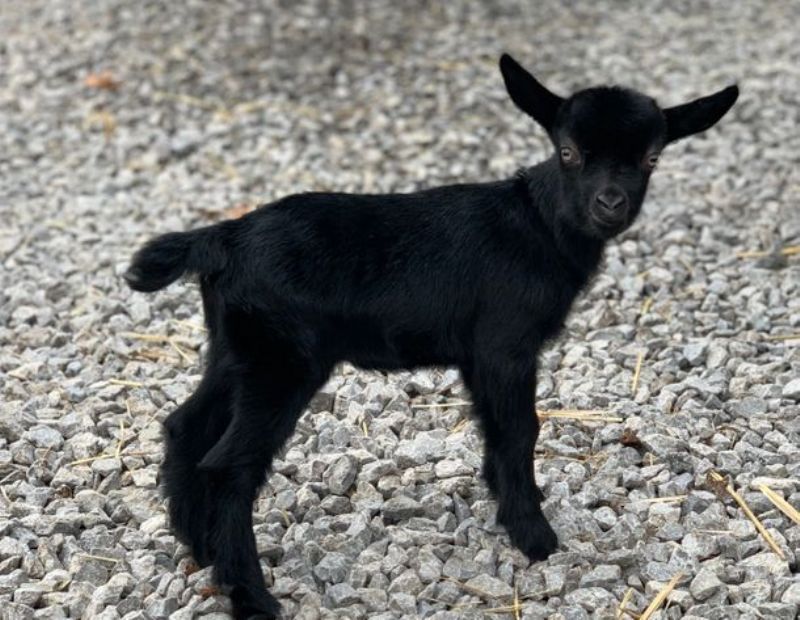 Mini Land Ranch Z Cheeky - Nigerian Dwarf Goat Doe