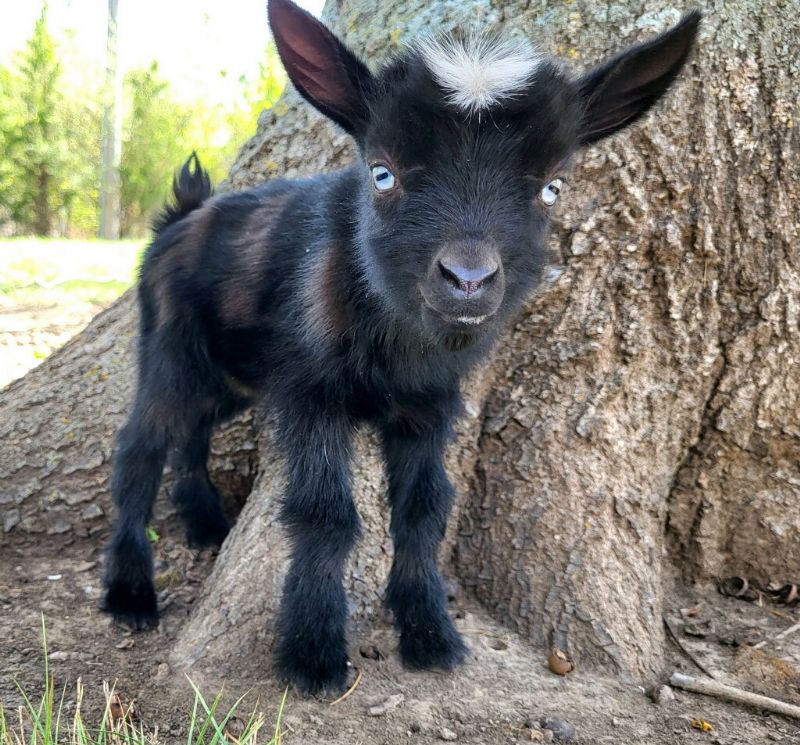 Laughing Fox Farm Clover - Nigerian Dwarf Goat Doe