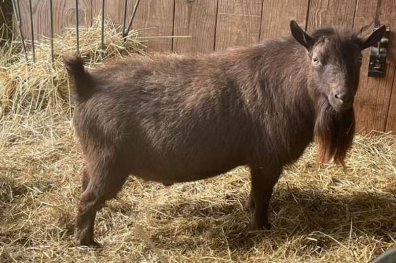 this is Chocolate Milk's sire, Amethyst Acres Belle-Fiorello*B  photo credit Cade's Lil Farm