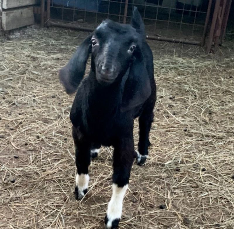 Irene - Boer Goat Fullblood Doe