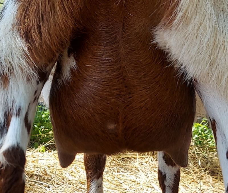 Holloways Zora Blu - Nigerian Dwarf Goat Doe