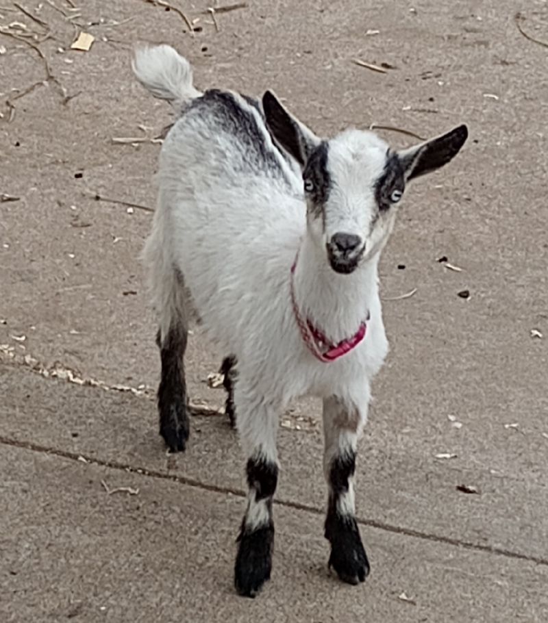 Dreamer's Farm Bianca - Nigerian Dwarf Goat Doe