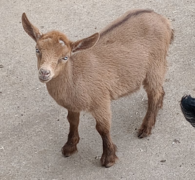 Milkshake - Nigerian Dwarf Goat Doe