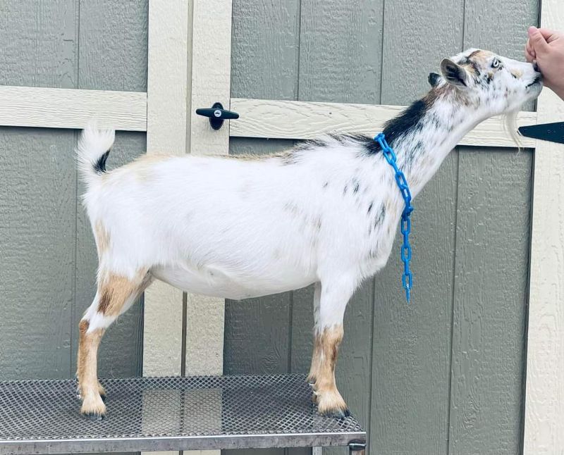 Suitor's ML Sweet Caramel - Nigerian Dwarf Goat Doe