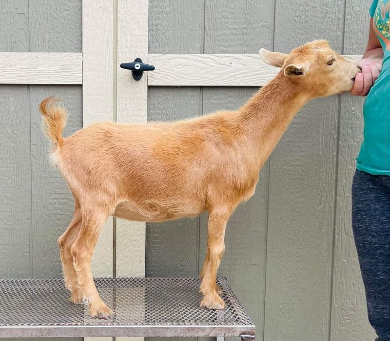 Ghost Town Farm RF Cayenne - Nigerian Dwarf Goat Doe