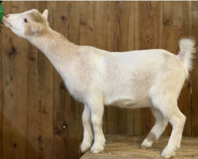Mini Land Ranch B Juniper - Nigerian Dwarf Goat Doe