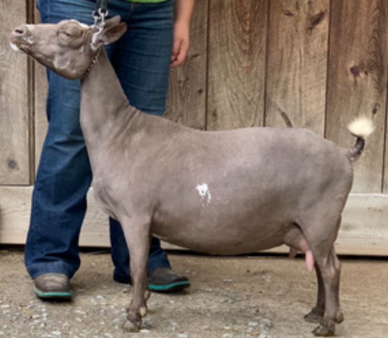 D and L Meadows VB Sprinkles 2*M/2*D VVEV88 - Nigerian Dwarf Goat Doe