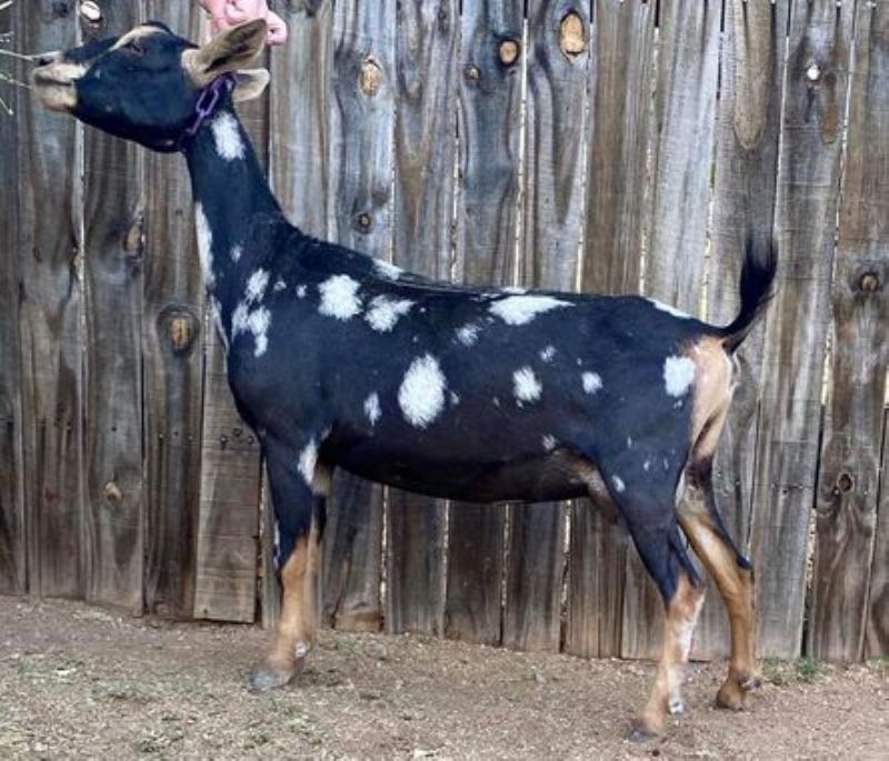 Onaqui Nebula 2*M pending - Nigerian Dwarf Goat Doe