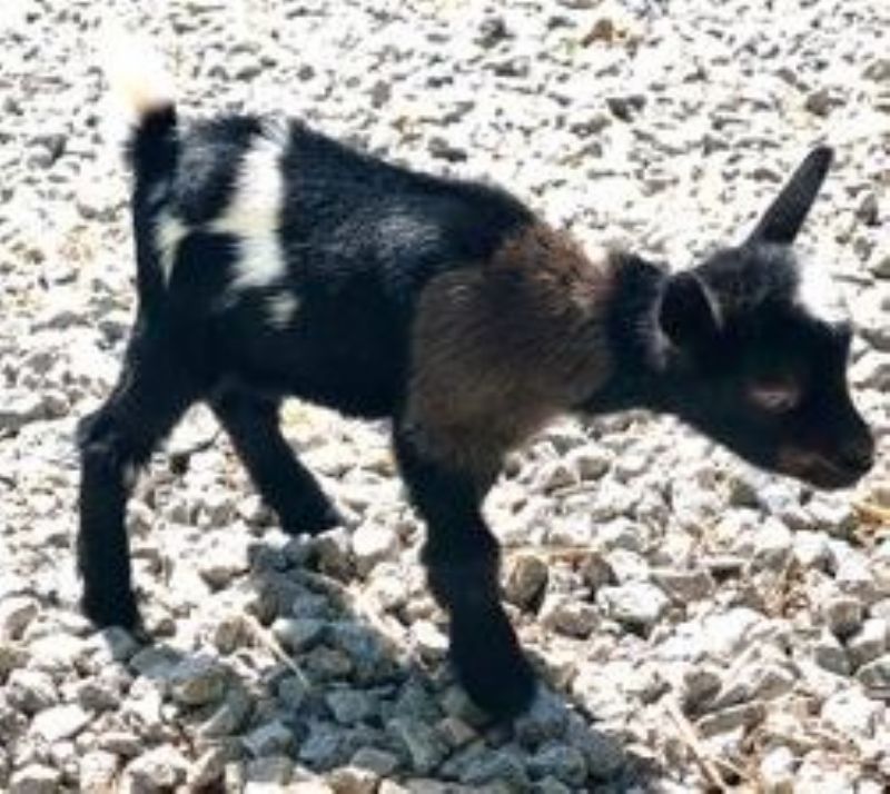 Mini Land Ranch K Zestee - Nigerian Dwarf Goat Doe