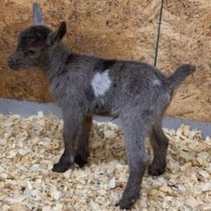 Mini Land Ranch G Fancee - Nigerian Dwarf Goat Doe