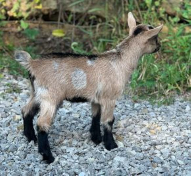 Mini Land Ranch G Betty 5*M(pending) - Nigerian Dwarf Goat Doe
