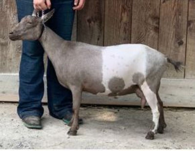 “Elite” Amethyst Acres G Zulia 5*M/8*D VVE+85 - Nigerian Dwarf Goat Doe