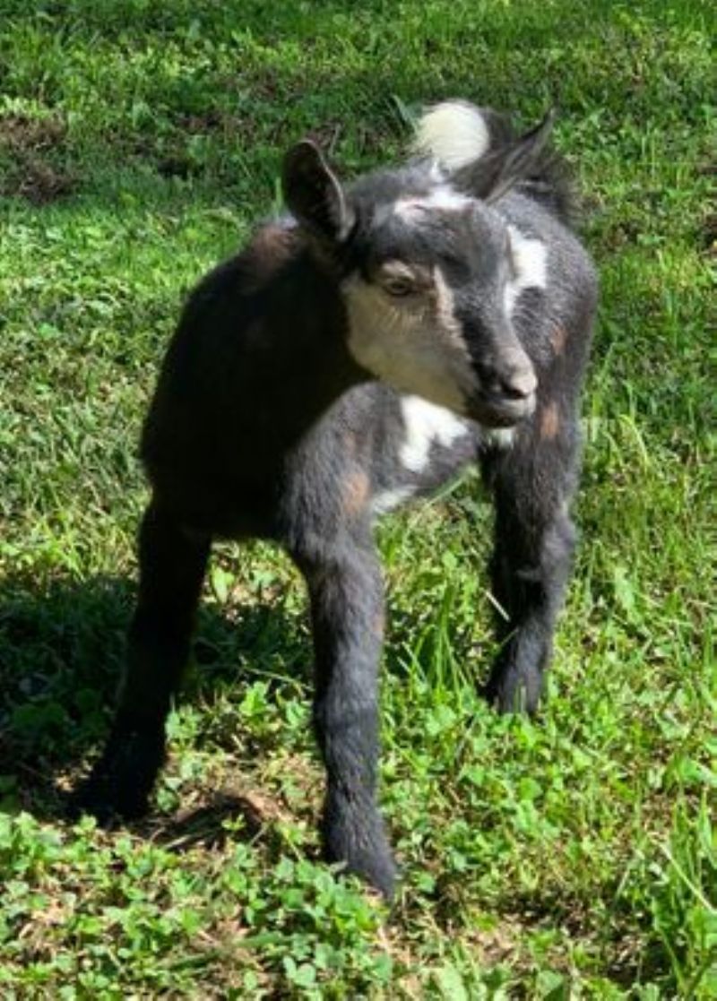 Amethyst Acres Z Zuzka +EEE87 - Nigerian Dwarf Goat Doe