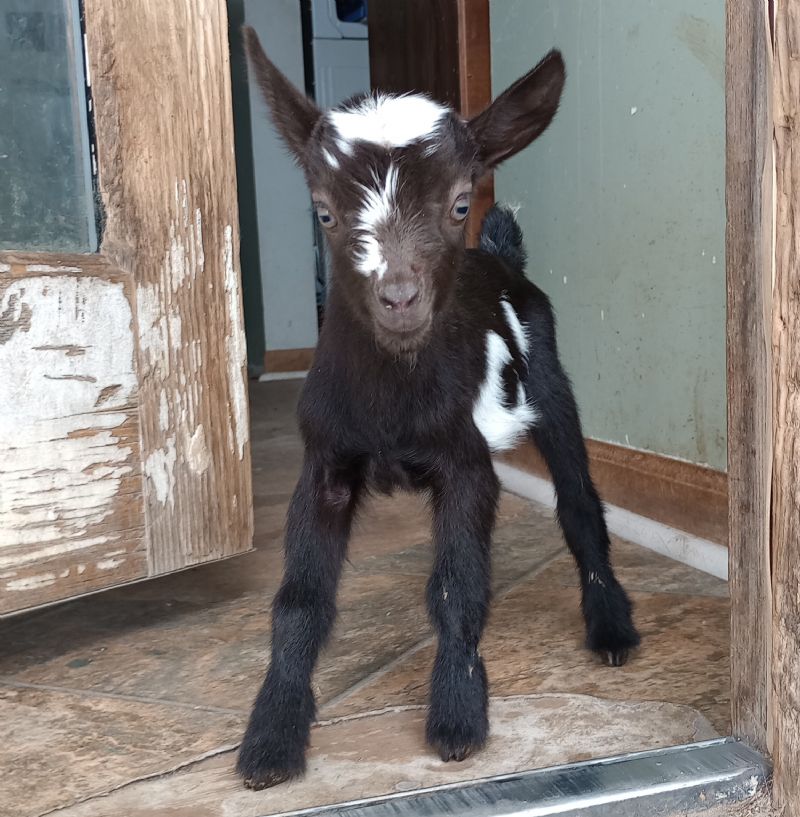 chocolate and white doeling - Nigerian Dwarf Goat Doe