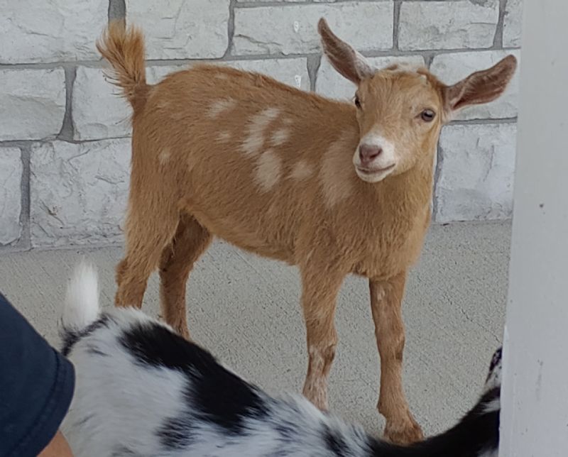 Rosasharn DI Red Delicious (Pumpkinseed) - Nigerian Dwarf Goat Doe