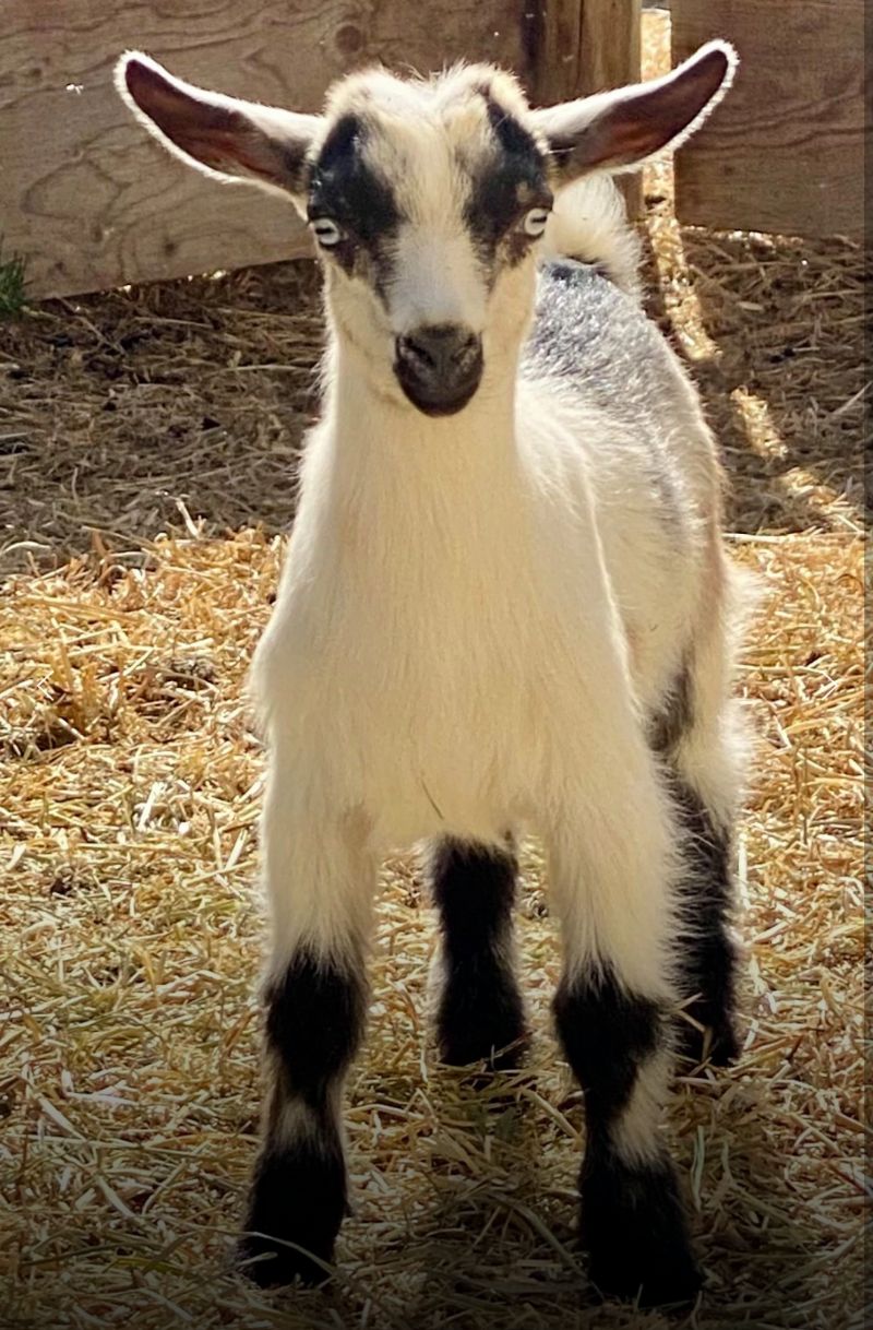 Mt Rivendells BN Fiesta Key - Nigerian Dwarf Goat Doe